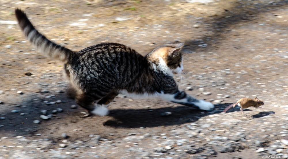 Why Cats Chase Strings: A Behavioral and Scientific Explanation