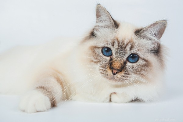 10 Adorable Cat Breeds You’ll Fall in Love With – Stunning Photos Inside