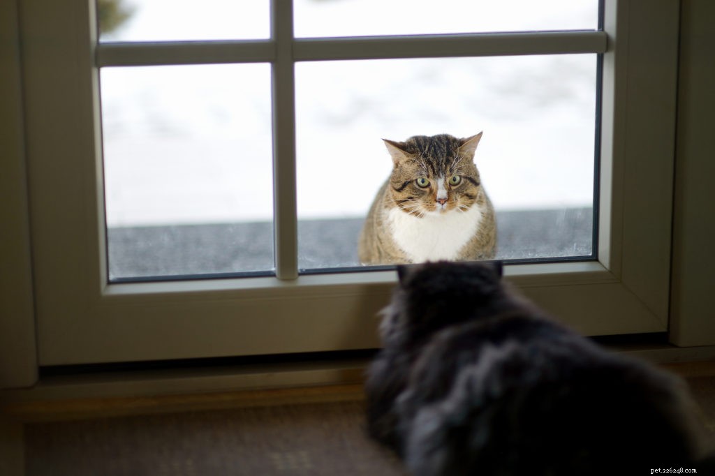 Indoor vs Outdoor Cats: Key Pros, Cons, and Safety Tips