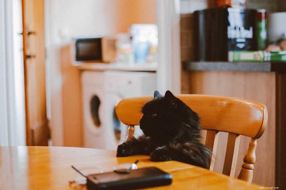 Indoor vs Outdoor Cats: Key Pros, Cons, and Safety Tips