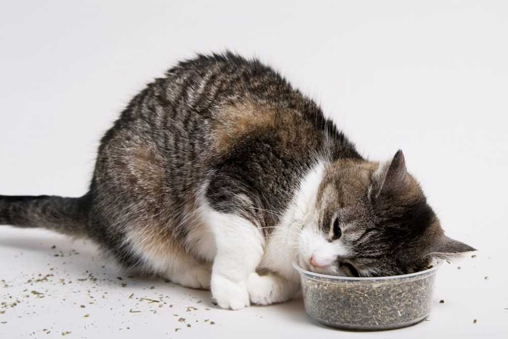 The Ultimate Guide to Catnip: How It Affects Your Cat