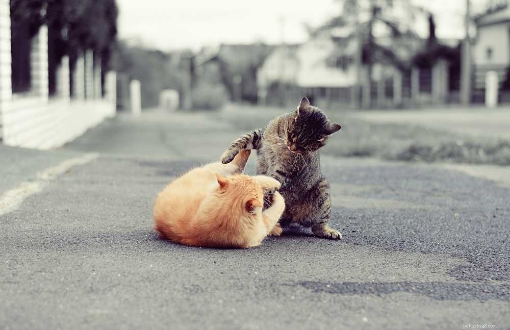 Comprehensive Guide to Rabies in Cats: Symptoms, Transmission, and Prevention