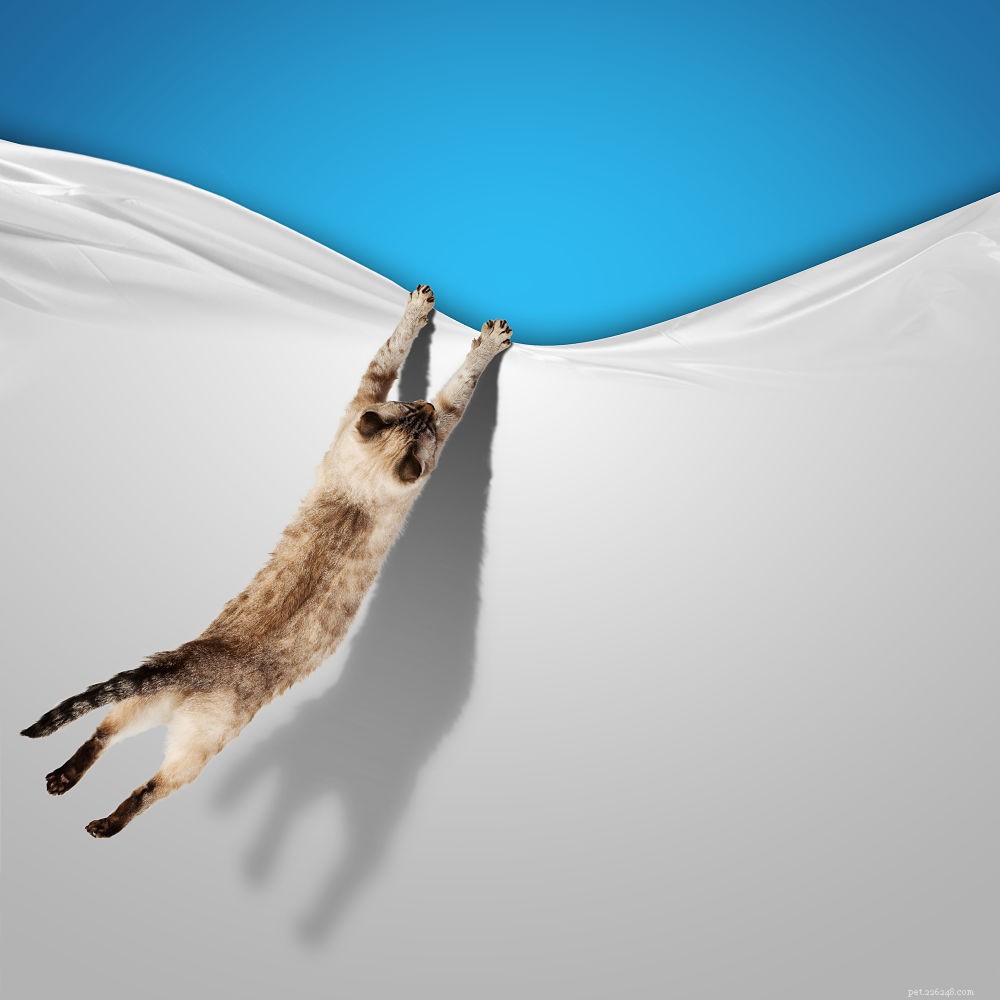 How High Can Cats Jump? A Comprehensive Look at Feline Vertical Leaps