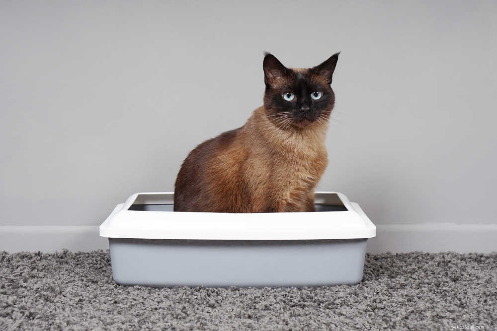 Comprehensive Guide to Cat Constipation: Causes, Symptoms, and Treatment