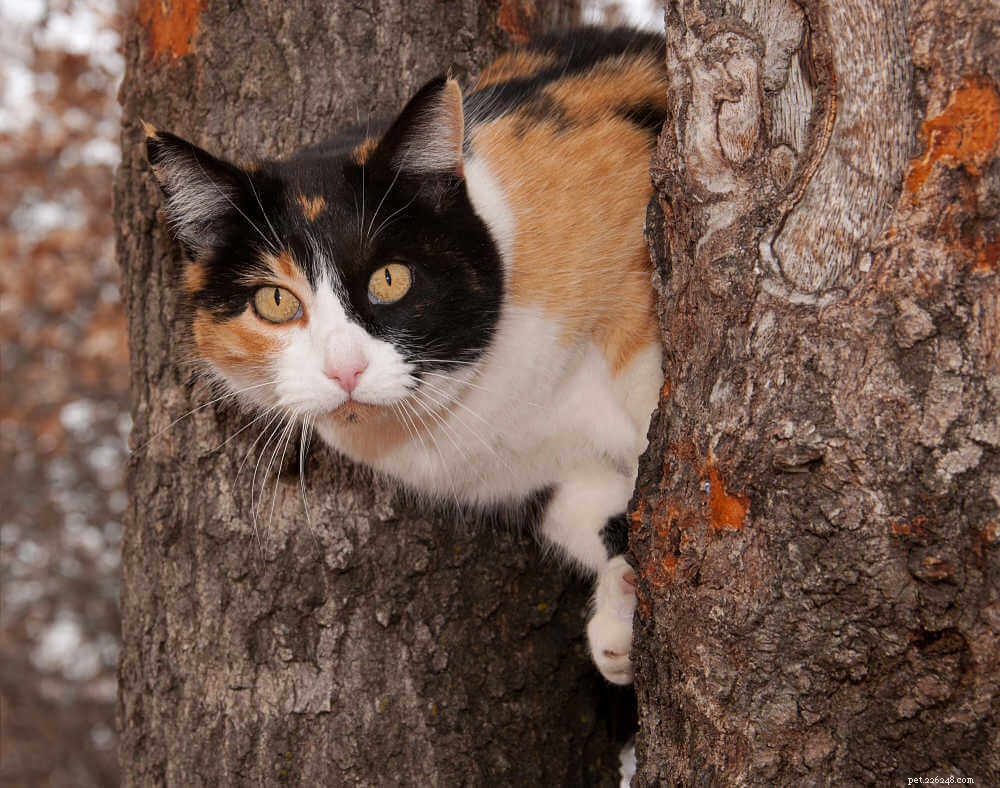 Why Calico Cats Are Unique: The Color, Personality, and Myths Behind Their Fascinating Coats