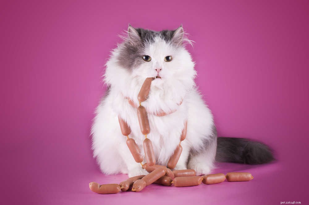 Understanding Cat Obesity: Causes, Risks, and Prevention