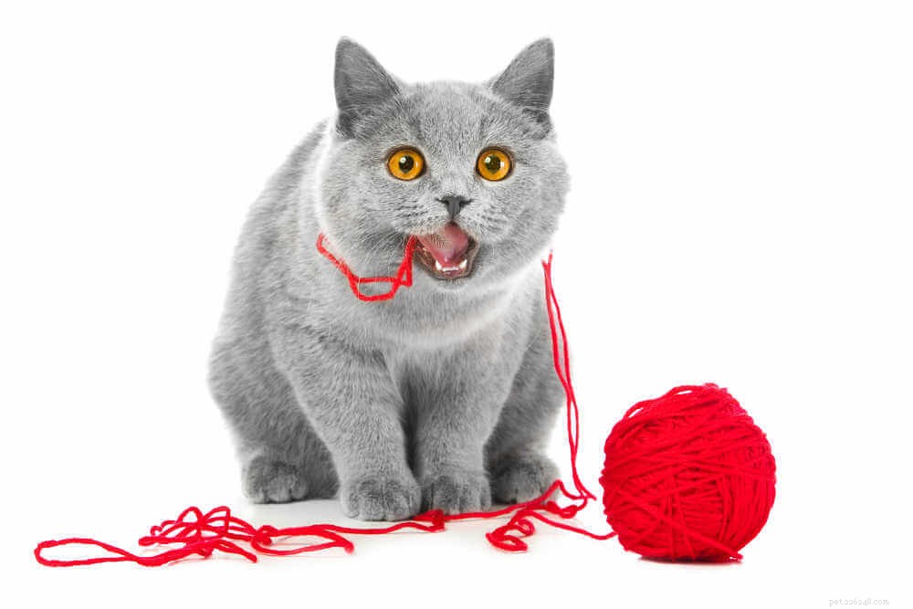What to Do When Your Cat Eats Something Harmful: A Quick Guide
