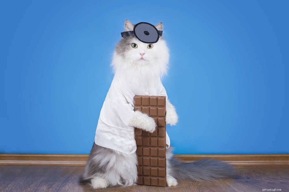 Immediate Steps to Safely Treat a Cat That Has Ingested Chocolate