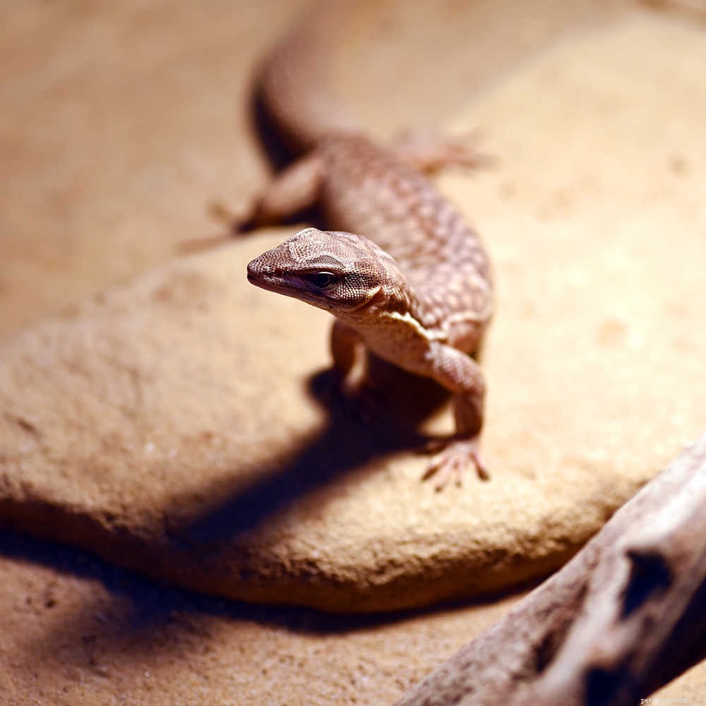 What to Do When Your Cat Eats a Lizard: A Quick Guide