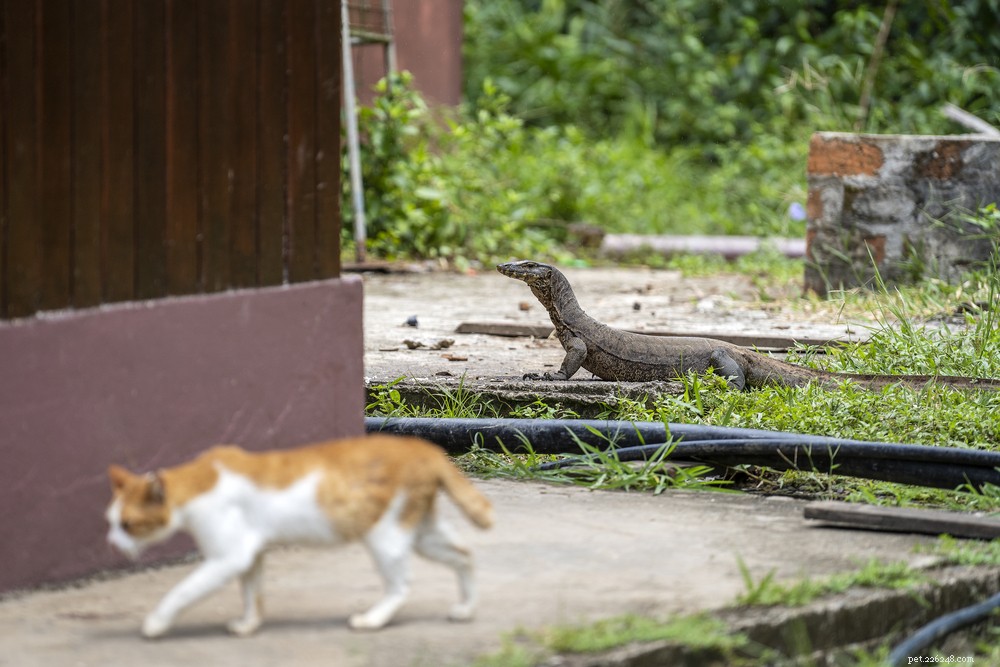 What to Do When Your Cat Eats a Lizard: A Quick Guide
