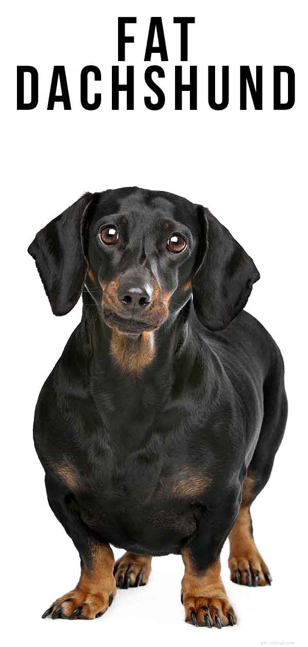 Is Your Dachshund Overweight? Spot the Signs & Get Expert Weight‑Management Tips