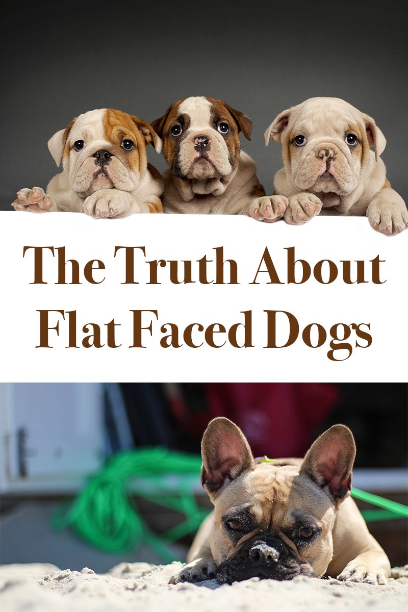 Understanding Brachycephaly in Dogs: What Every Owner Needs to Know