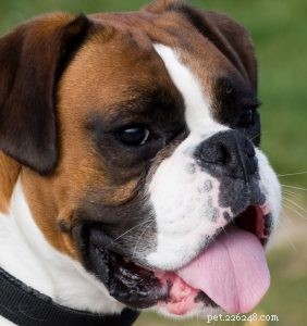 Understanding Brachycephaly in Dogs: What Every Owner Needs to Know