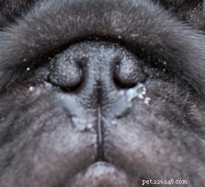 Understanding Brachycephaly in Dogs: What Every Owner Needs to Know