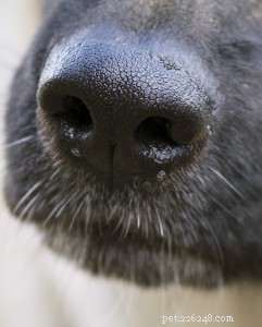 Understanding Brachycephaly in Dogs: What Every Owner Needs to Know
