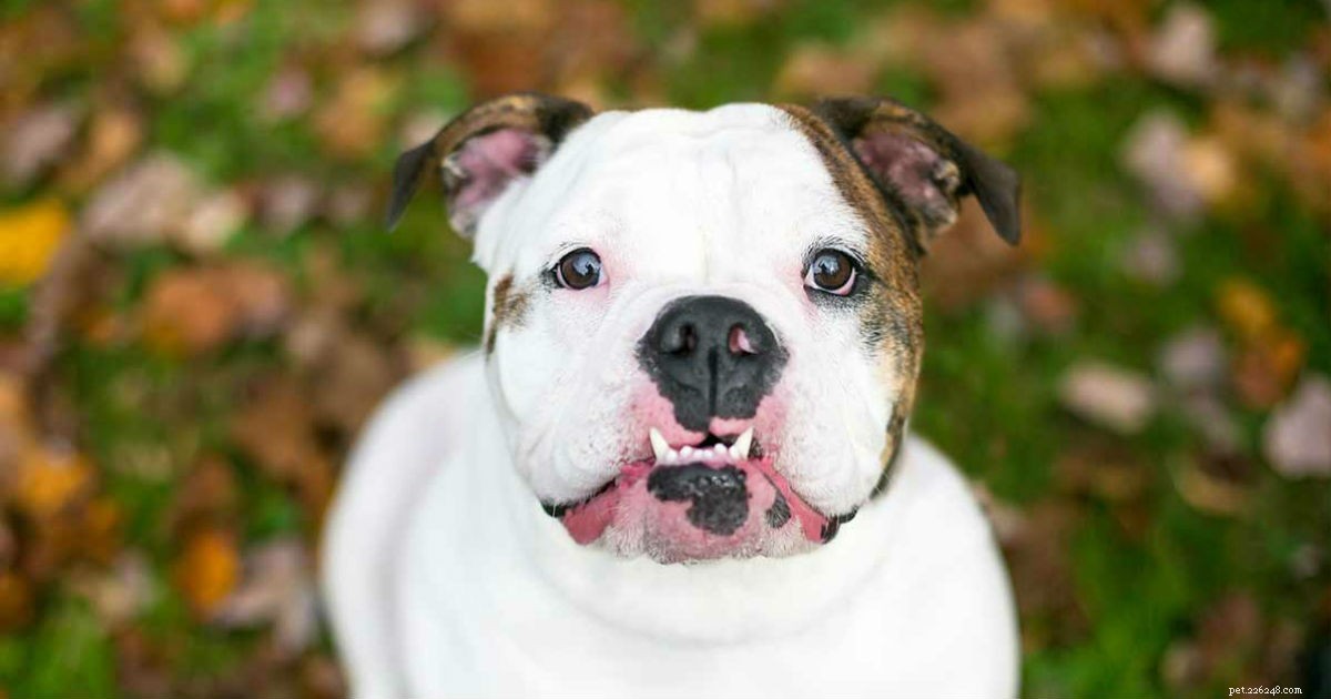 Underbite in Dogs: Symptoms, Risks, and Care for Your Puppy