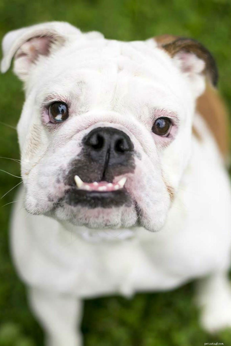 Underbite in Dogs: Symptoms, Risks, and Care for Your Puppy