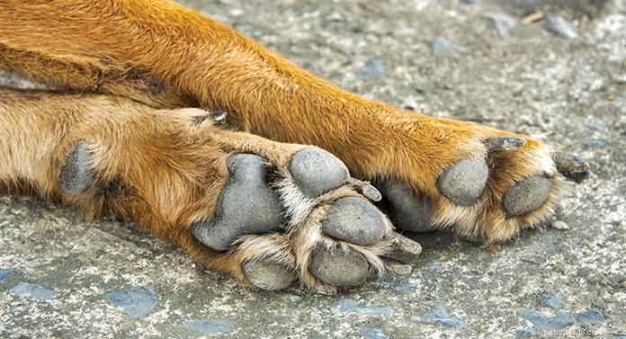 Why Dogs Have Dew Claws: Purpose, Care, and When to Trim