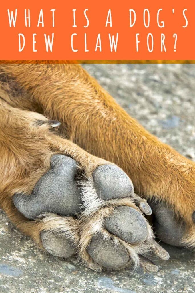 Why Dogs Have Dew Claws: Purpose, Care, and When to Trim