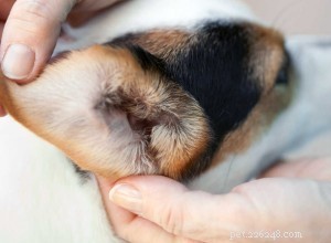 Professional Guide: Safely Clean Your Puppy’s Ears at Home