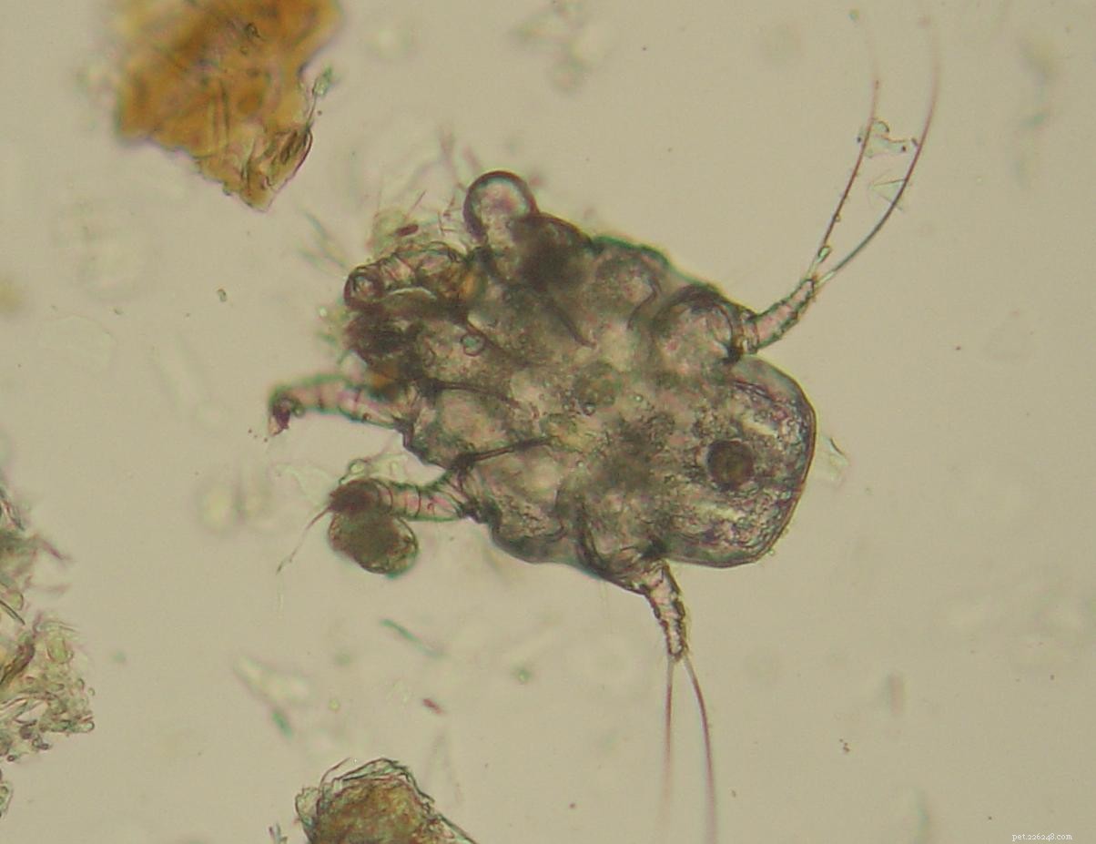 Ear Mites in Dogs: Causes, Symptoms & Proven Treatments