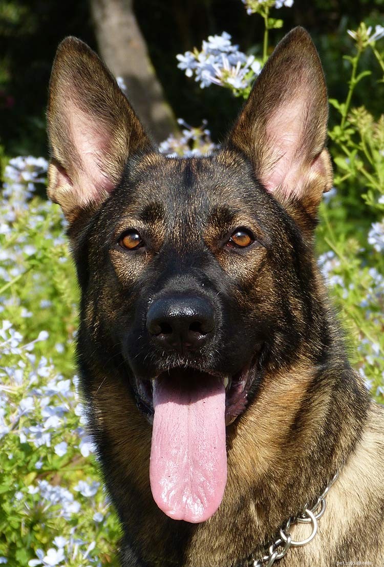 Ear Mites in Dogs: Causes, Symptoms & Proven Treatments
