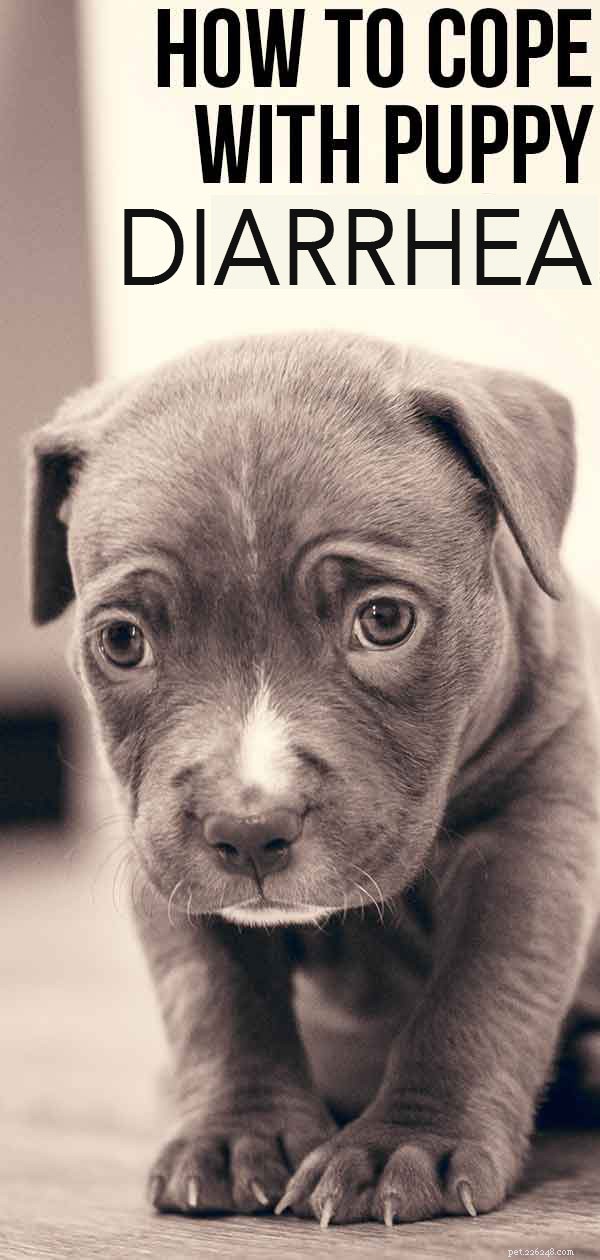 Puppy Diarrhea: Causes, Symptoms, and Expert Steps to Care