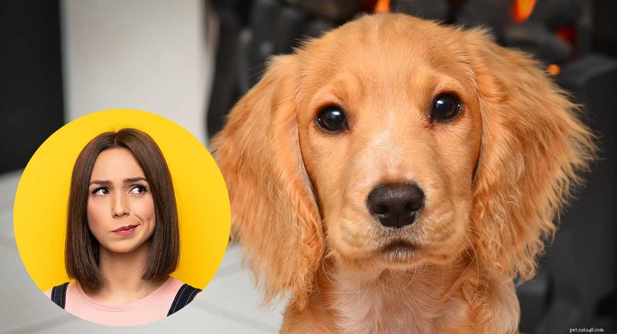 Progressive Retinal Atrophy in Dogs: How It Affects Your Puppy and What You Can Do