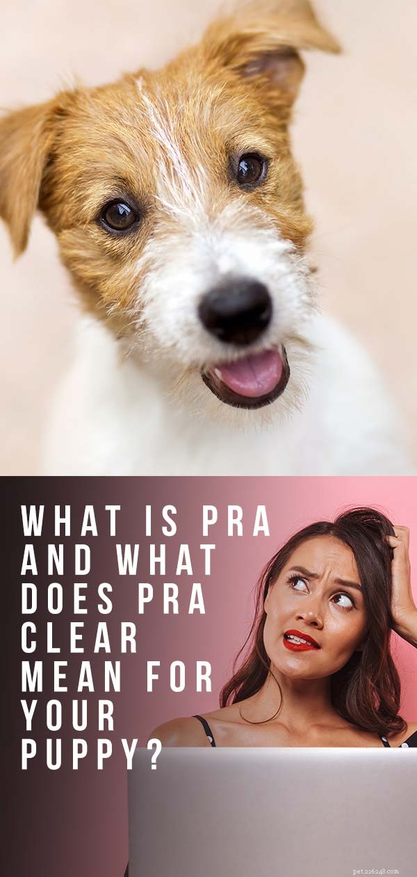 Progressive Retinal Atrophy in Dogs: How It Affects Your Puppy and What You Can Do