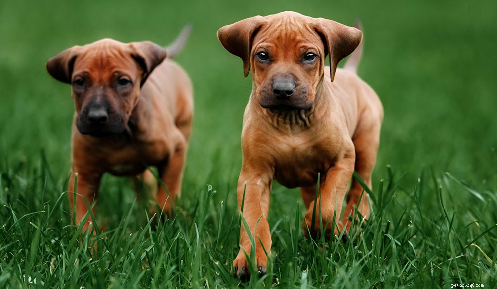 Progressive Retinal Atrophy in Dogs: How It Affects Your Puppy and What You Can Do