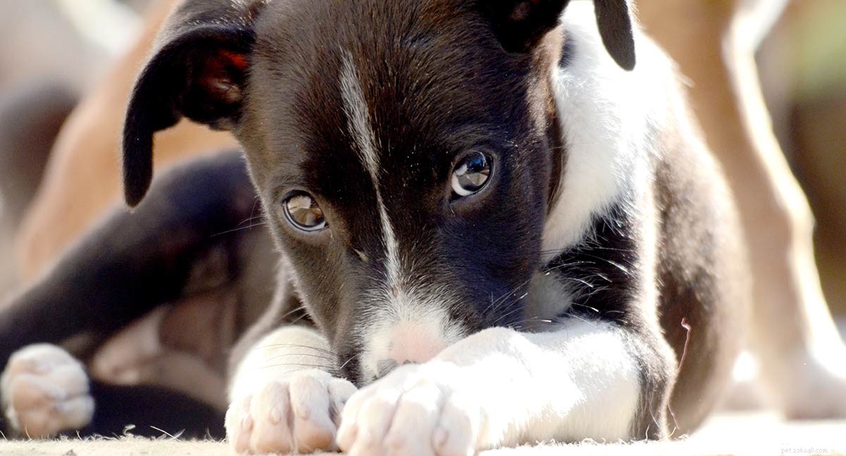 Progressive Retinal Atrophy in Dogs: How It Affects Your Puppy and What You Can Do