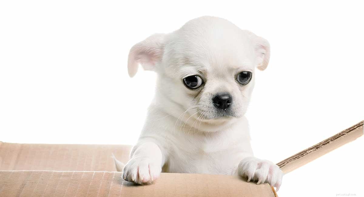Chihuahua Health Guide: Common Illnesses, Key Tests & Longevity Tips