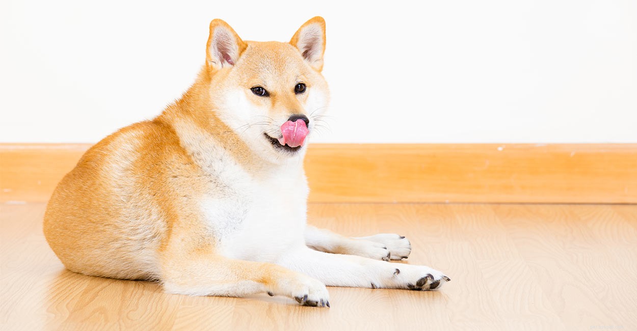 What to Do When Your Dog Eats Chapstick: Quick Guide & Safety Tips