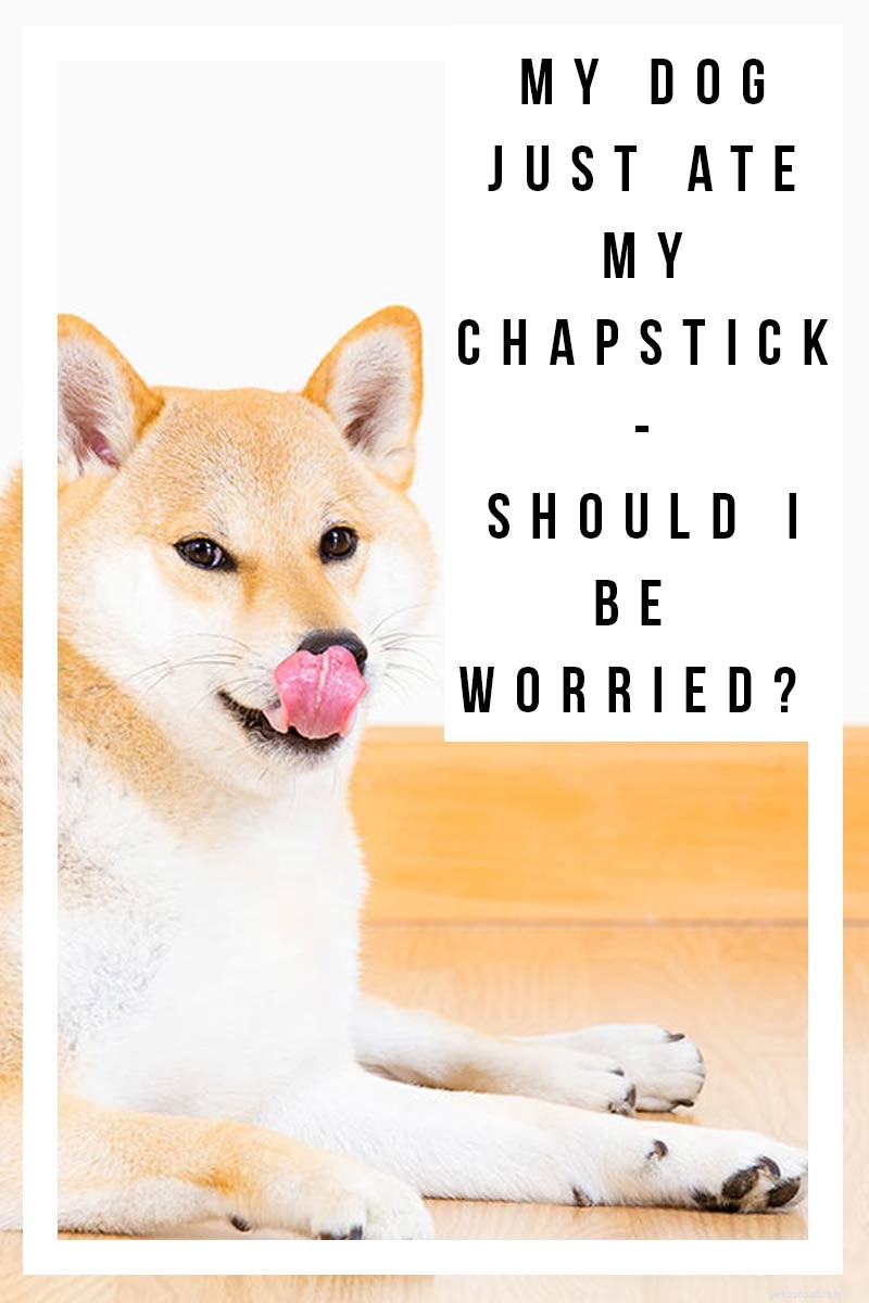 What to Do When Your Dog Eats Chapstick: Quick Guide & Safety Tips