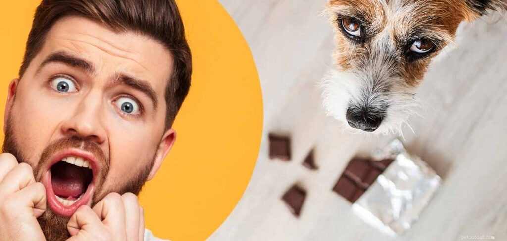 What to Do If Your Dog Eats Chocolate: Symptoms, Risks, and Immediate Action