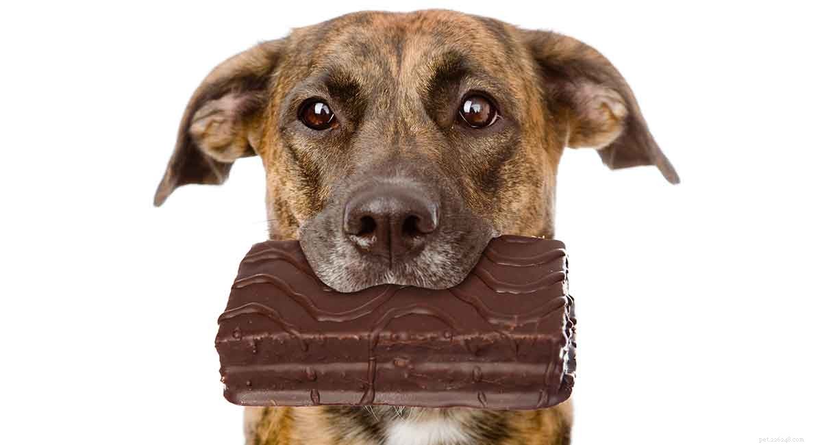 What to Do If Your Dog Eats Chocolate: Symptoms, Risks, and Immediate Action