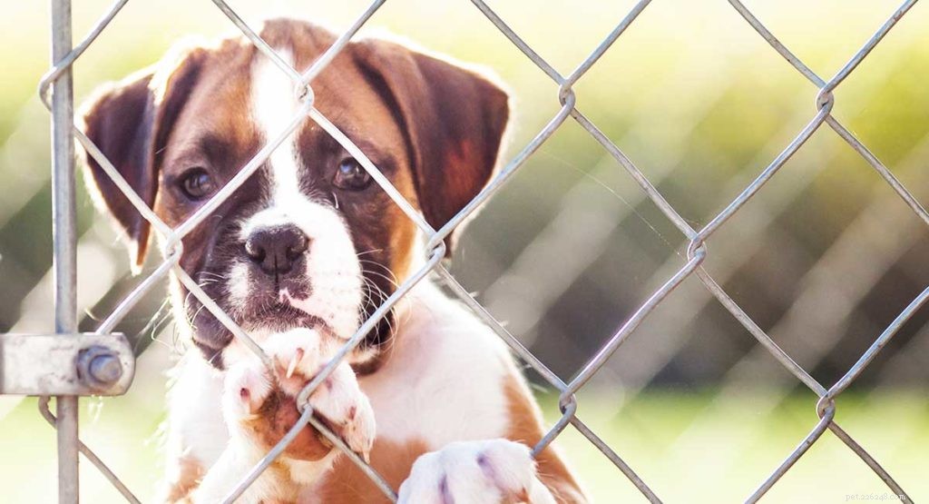 Conquering Separation Anxiety in Dogs: Proven Strategies to Keep Your Furry Friend Calm and Confident
