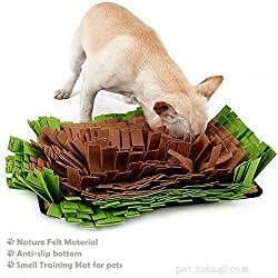 Conquering Separation Anxiety in Dogs: Proven Strategies to Keep Your Furry Friend Calm and Confident