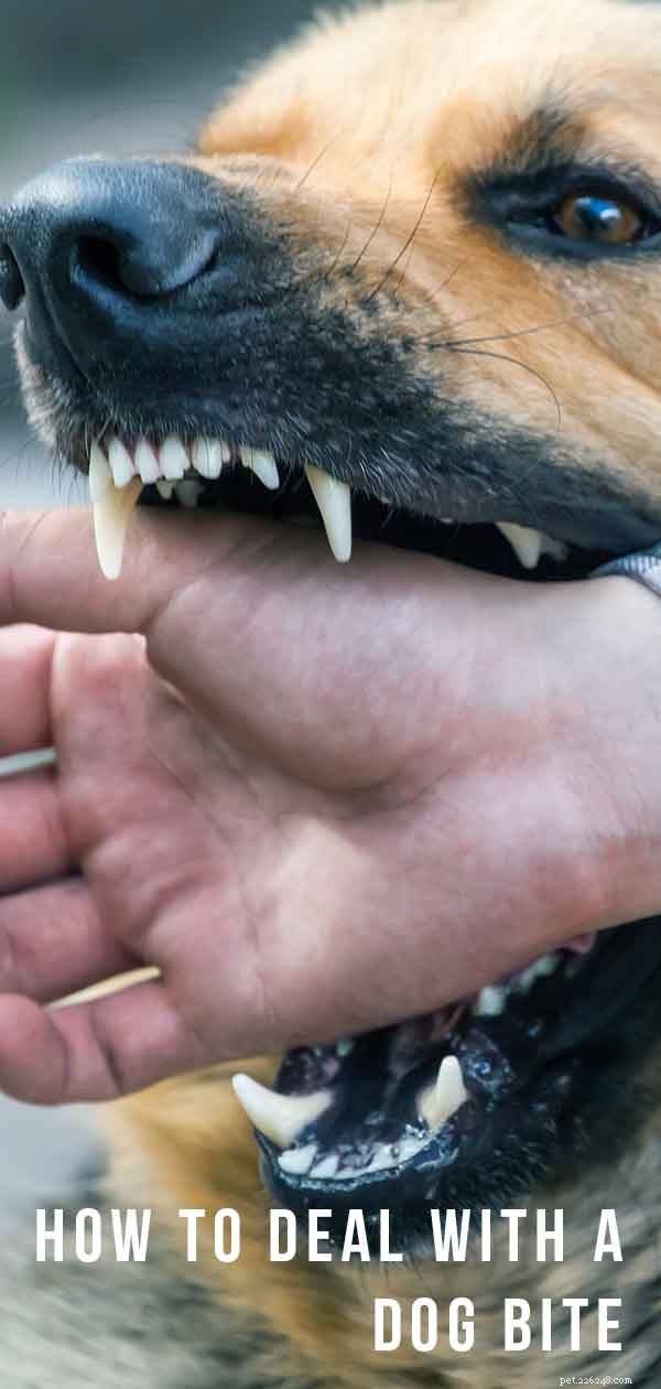 Effective Dog Bite First Aid: Protecting Humans and Pets