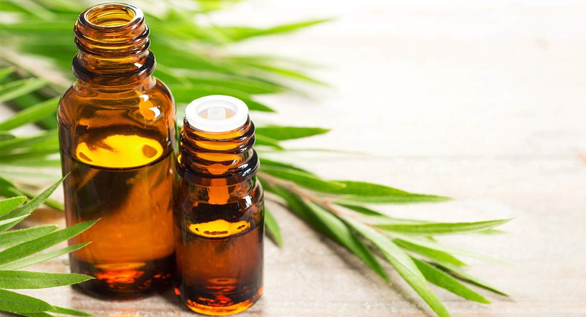 Tea Tree Oil for Dogs: Effectiveness, Safety, and Practical Uses