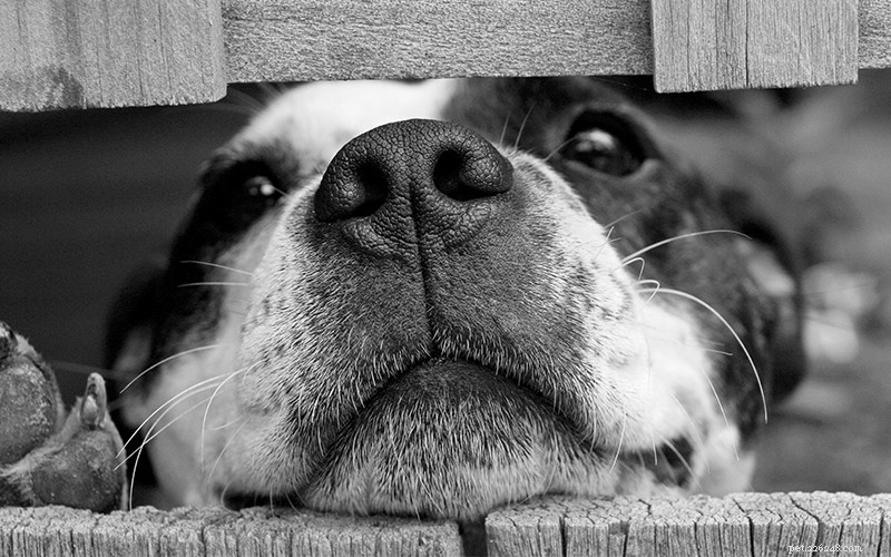 Is Peppermint Oil Safe for Dogs? How It Affects Fleas and Your Pet’s Health