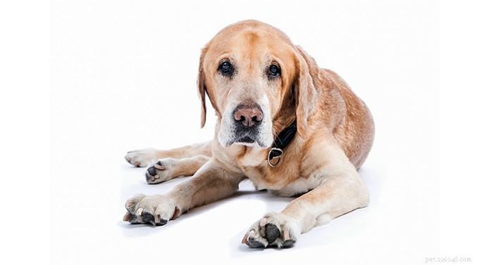 When Does a Dog Become Senior? Expert Guide to Age and Care