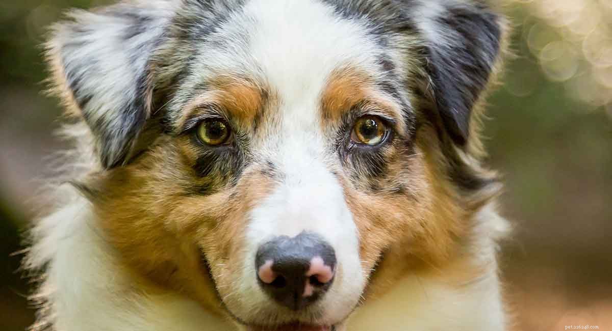 Australian Shepherd Lifespan: Proven Ways to Extend Their Years