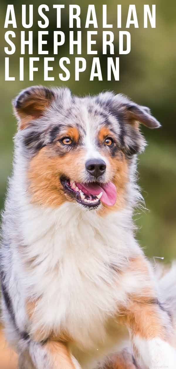Australian Shepherd Lifespan: Proven Ways to Extend Their Years