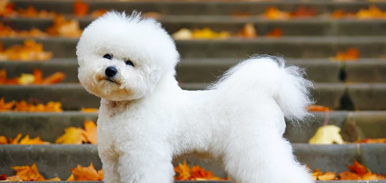 Bichon Frise Lifespan: How Long Do These Charming Small Dogs Live?