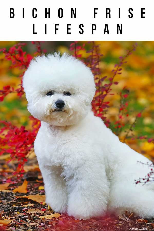 Bichon Frise Lifespan: How Long Do These Charming Small Dogs Live?