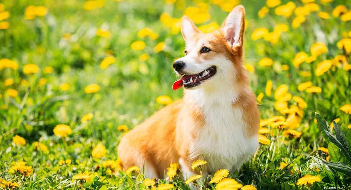 Corgi Lifespan: How Long Do Corgis Live & Tips for Longevity