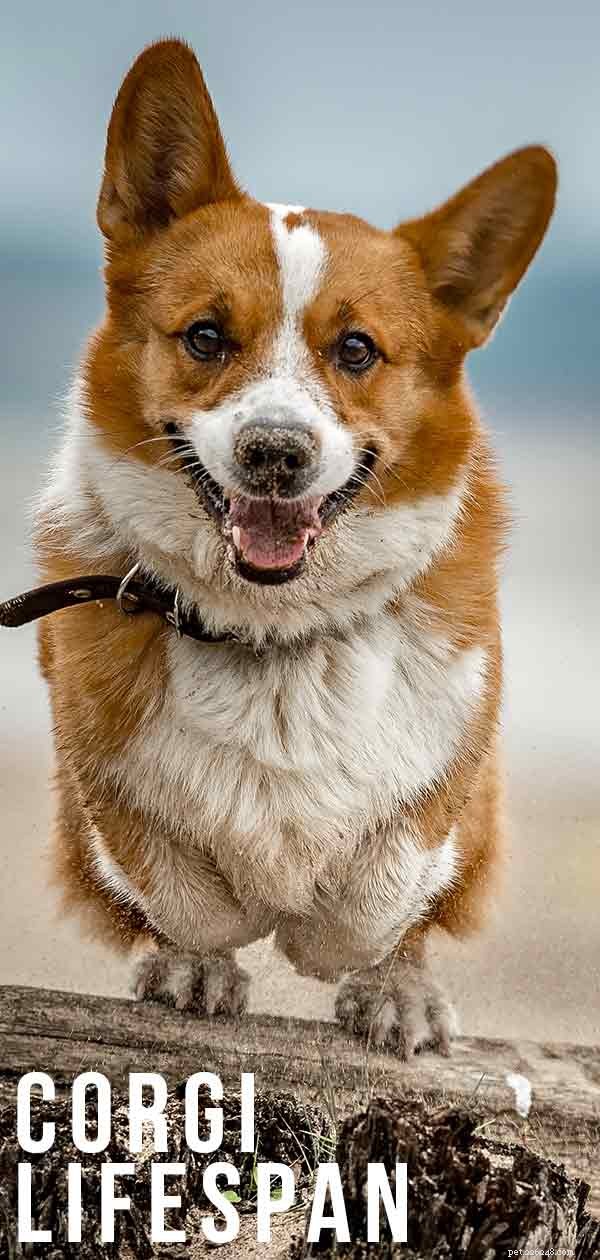 Corgi Lifespan: How Long Do Corgis Live & Tips for Longevity