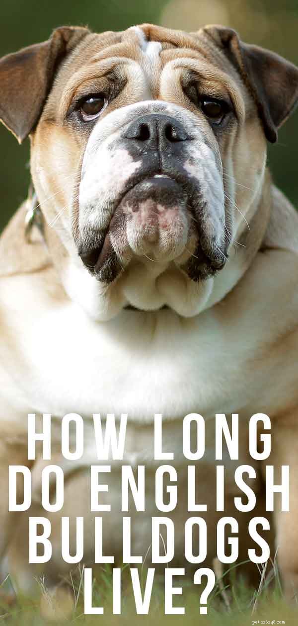 English Bulldog Lifespan: How Long Do They Really Live? | Expert Guide