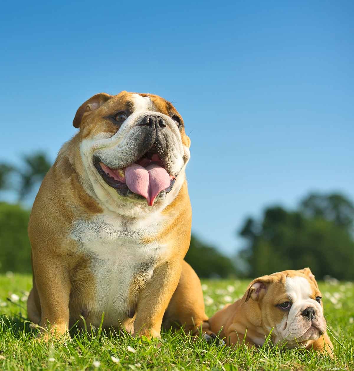 English Bulldog Lifespan: How Long Do They Really Live? | Expert Guide